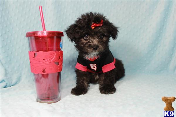 lvpuppyheaven Picture 2
